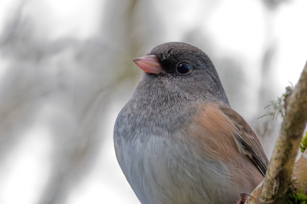 Free photo closeup shot of a dark-eyed junco on a tree branch