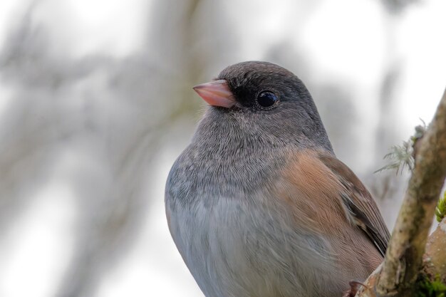 Closeup shot of a Dark-eyed junco on a tree branch