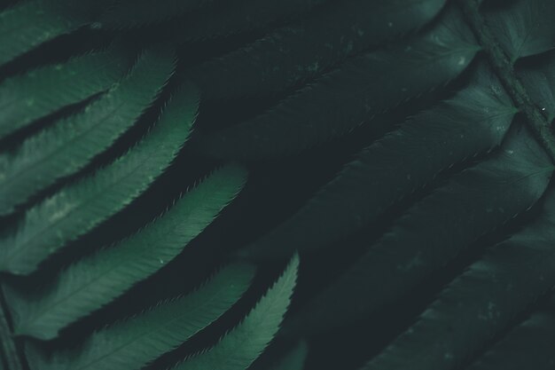 Closeup shot of the dark green leaves of a plant