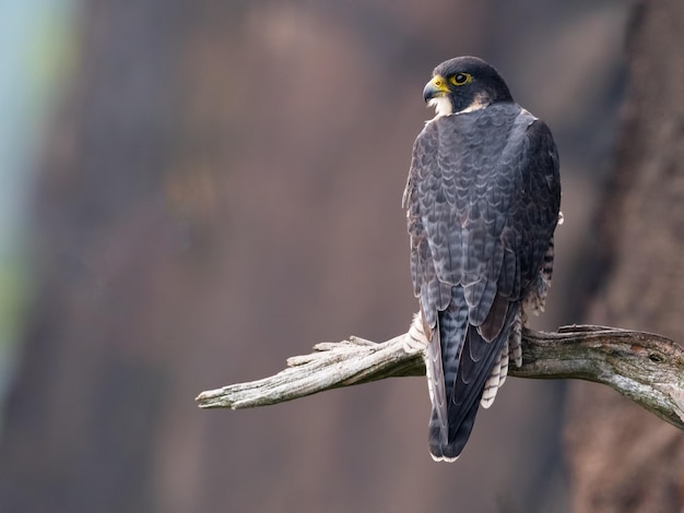 Colpo del primo piano del falco grigio scuro su un ramo