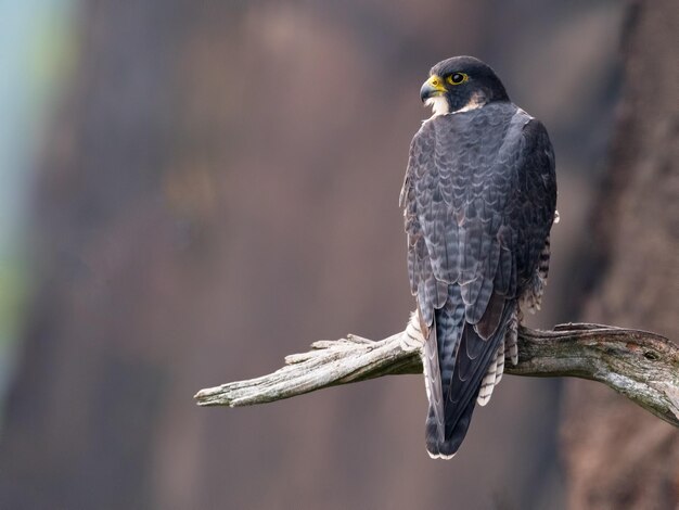 Closeup shot of the dark grey falcon on a branch