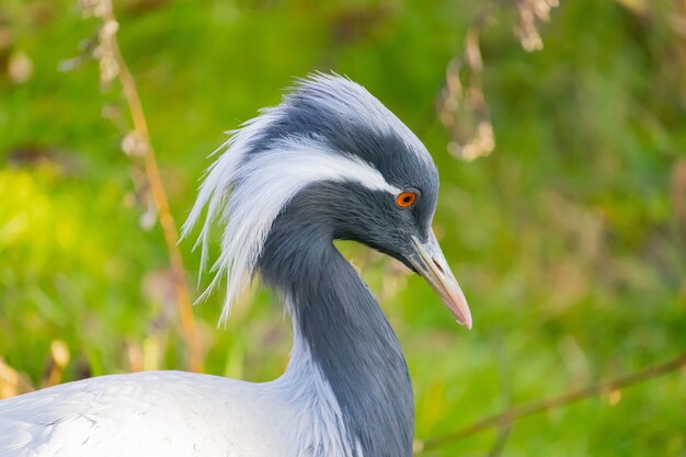 Closeup shot of a Demoiselle Crane with long white feathers drooping from the corner of its eyes