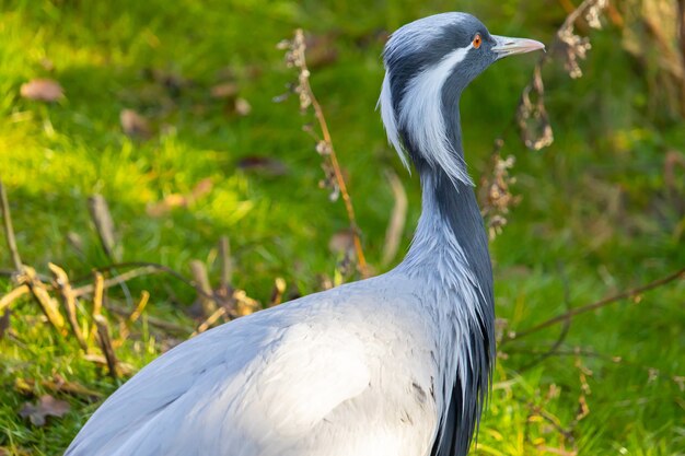 Closeup shot of a Demoiselle Crane with striped white feather drooping from the corner of their eyes