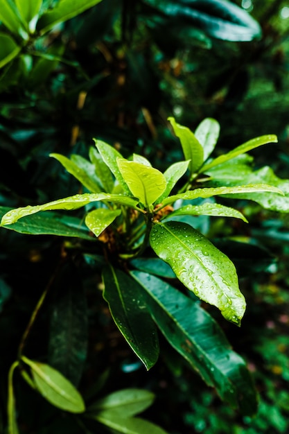 Free photo closeup shot of dew droplets on green leaves