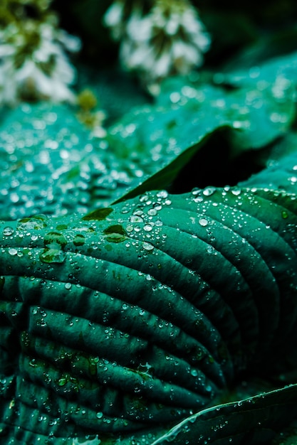 Closeup shot of dew droplets on green leaves