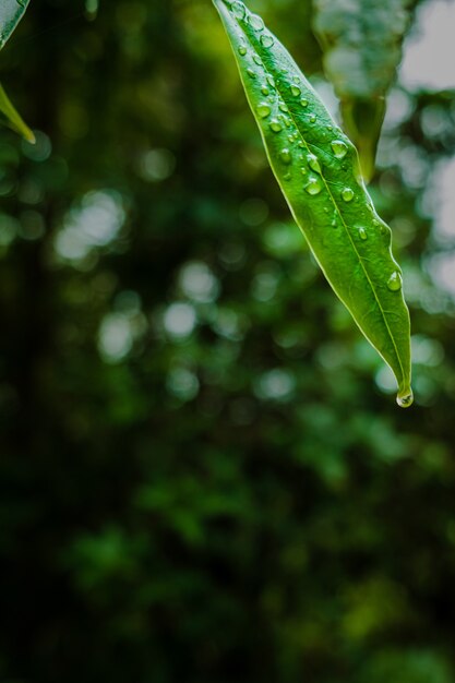 Closeup shot of dew droplets on green leaves