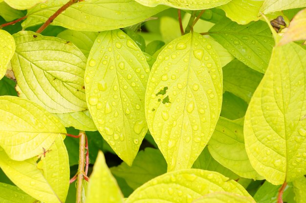 Снимок крупным планом капель росы на светло-зеленых листьях
