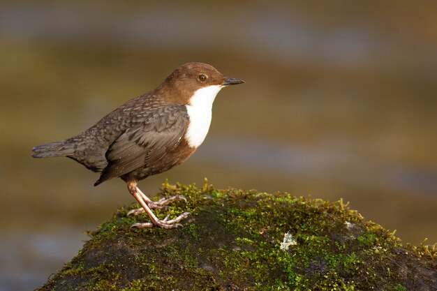 Closeup shot of a  dipper bird