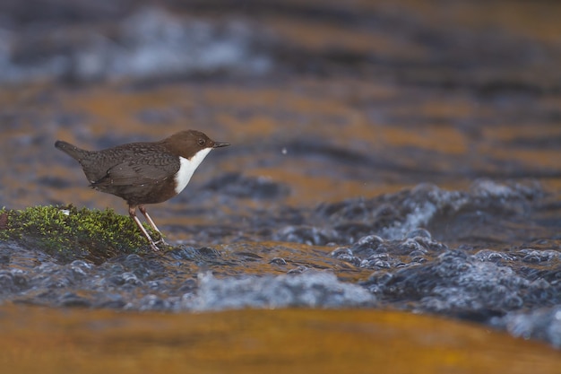 Free photo closeup shot of a  dipper bird