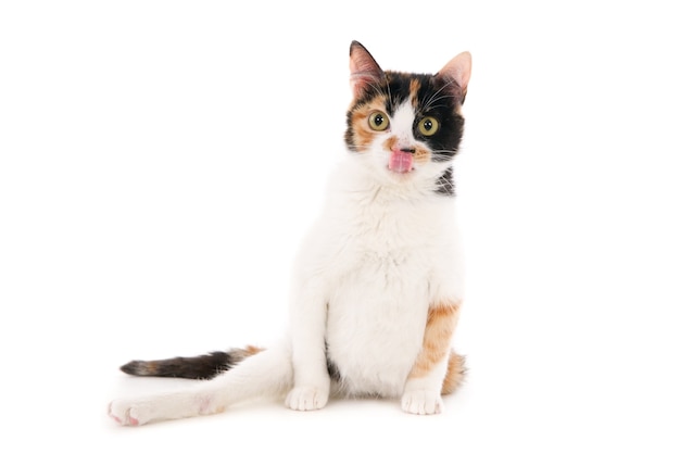 Closeup shot of a disabled white cat on white