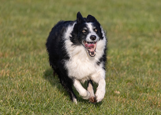 Снимок крупным планом собаки, бегущей в саду
