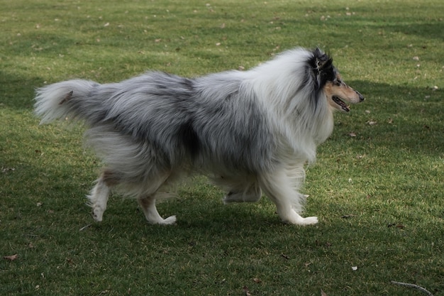 Снимок крупным планом собаки, гуляющей в парке