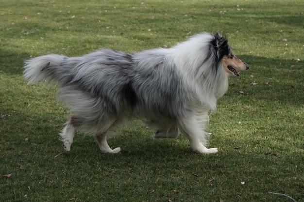 Closeup shot of a dog walking in the park