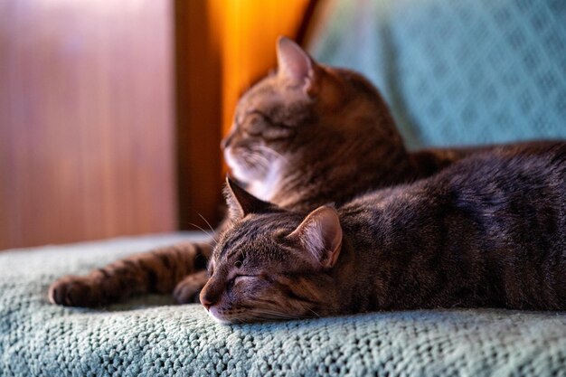 飼い猫のクローズアップショット