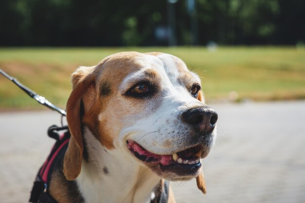 Closeup shot of a domestic dog with long ears standing in front of a green park wearing a leash