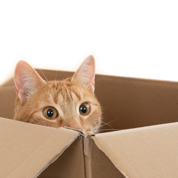 Free photo closeup shot of a domestic ginger cat sitting in a brown box with its head on the edge