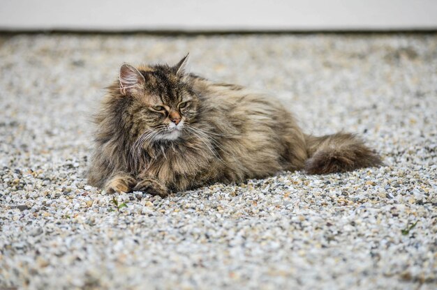 Closeup shot of a domestic long-haired cat lying on the ground