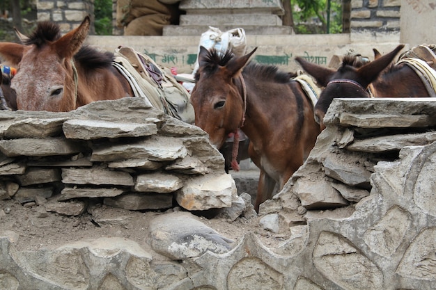 Closeup shot of donkeys in the farm