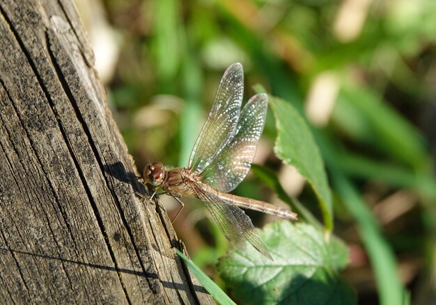 Closeup shot of a dragonfly near a tree