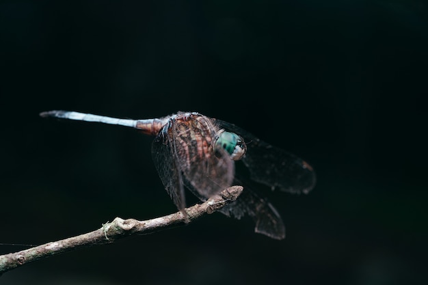 Closeup shot of a dragonfly perched on a branch with a black background