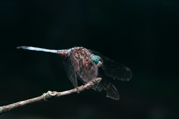 Closeup shot of a dragonfly perched on a branch with a black background