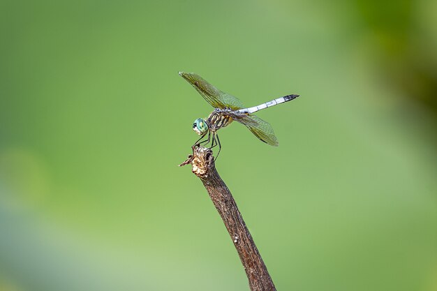 Closeup shot a dragonfly under the sunlight