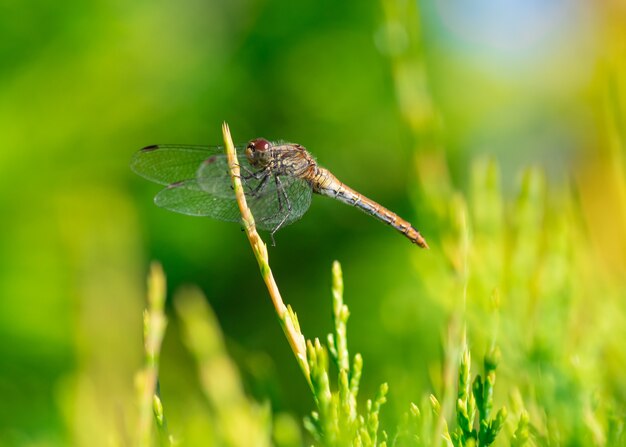 Closeup shot of a dragonfly under the sunlight