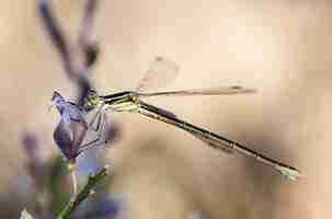 Free photo closeup shot of dragonfly in their natural environment.