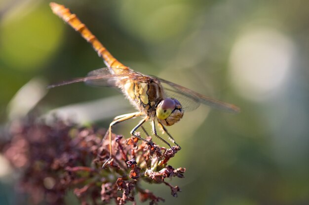 Closeup shot of a dragonfly