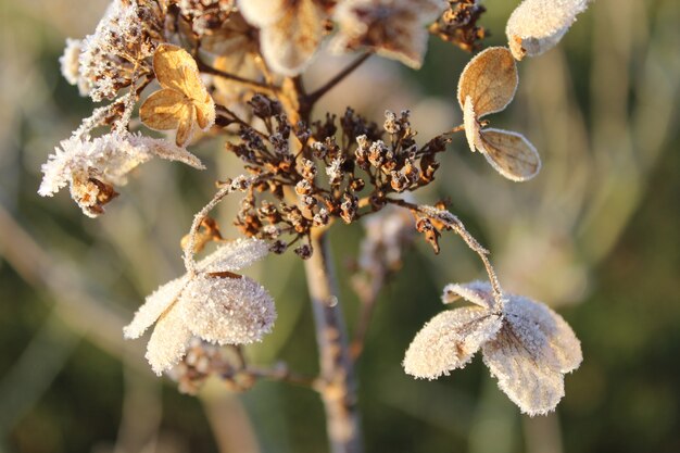 Closeup shot of dried hortensia with a thin layer of frost