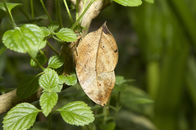 Closeup shot of a dry leaf among green ones