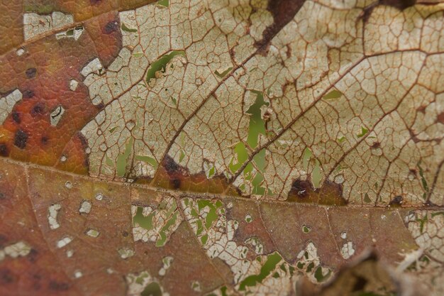 Closeup shot of a dry weathered leaf