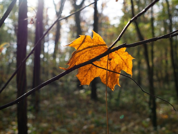 Closeup shot of a dry yellow maple leaf on a tree branch in a forest