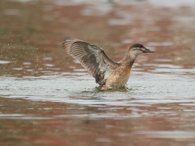 Closeup shot of a duck on the lake