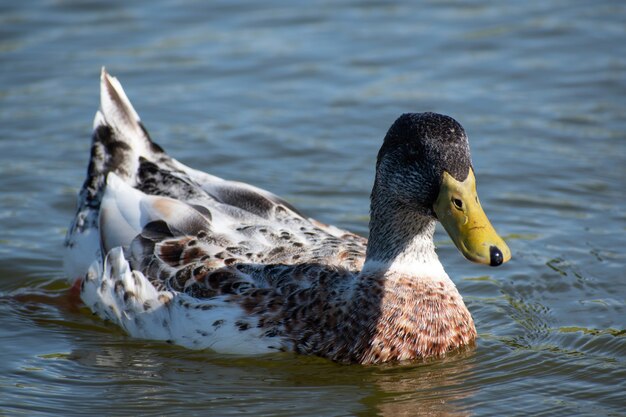 Closeup shot of a duck on the lake
