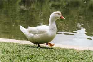 Free photo closeup shot of a duck near a pond in a zoo