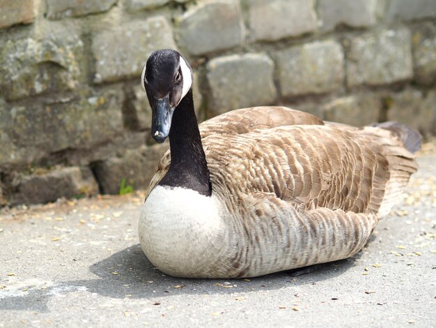 Closeup shot of a duck sitting behind a wall made of stones