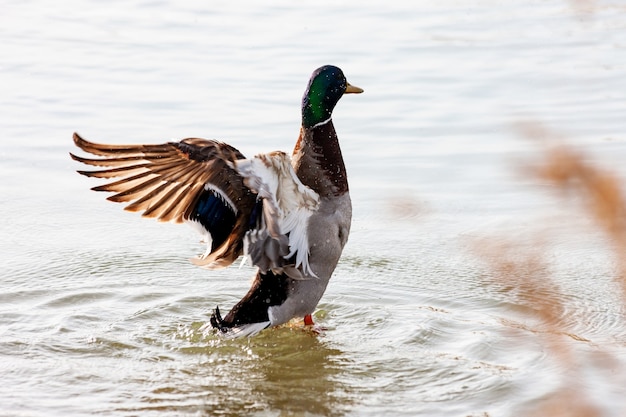 Closeup shot of a duck standing in water