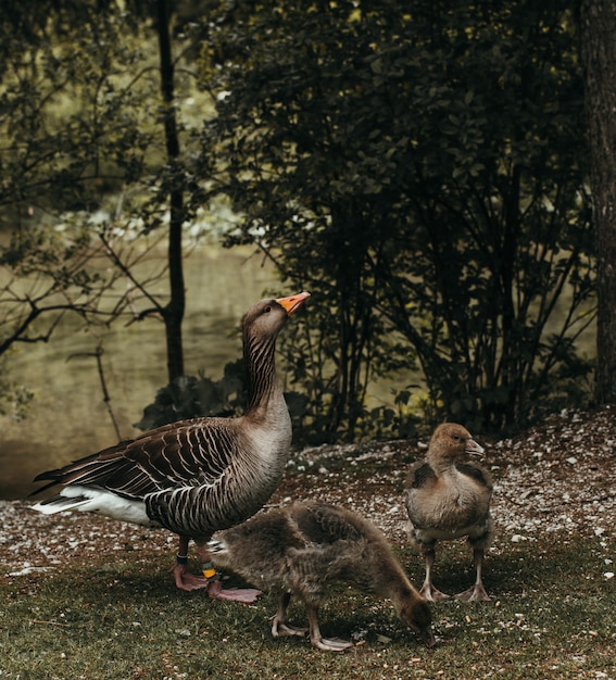 Closeup shot of a duck with its ducklings near a river