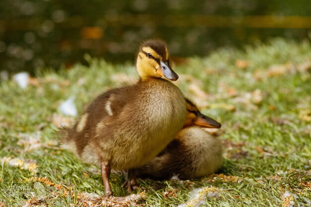 Closeup shot of ducklings on a grass