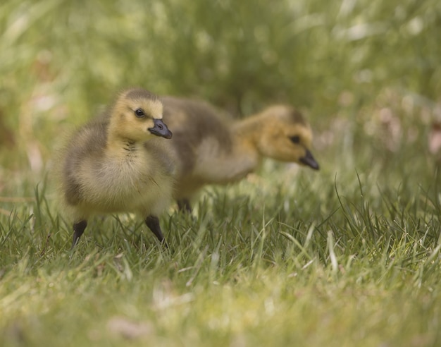 잔디 필드에서 걷는 ducklings의 근접 촬영 샷
