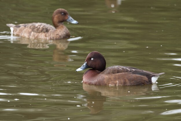 Closeup shot of ducks on the lake