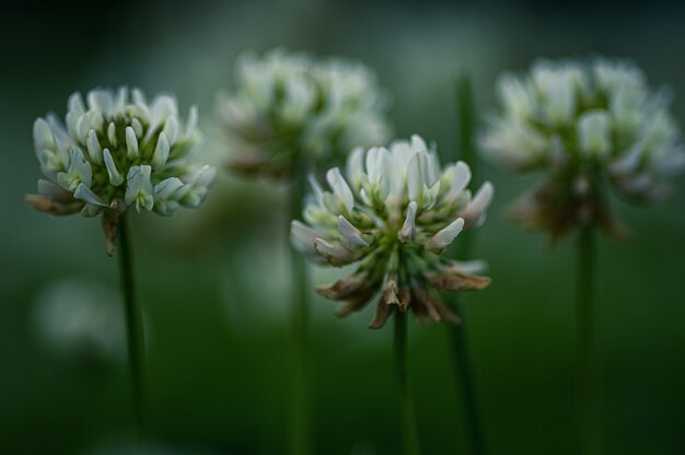 Closeup shot of dutch clover