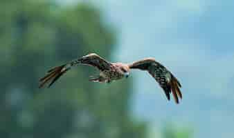 Free photo a closeup shot of an eagle flying in the sky with a blurred background