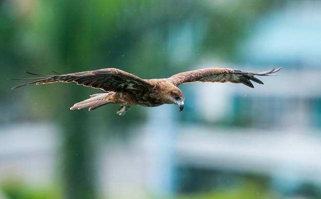 A closeup shot of an eagle flying through the sky with wide open wings