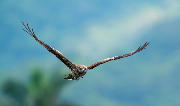 A closeup shot of an eagle flying with a blurred background