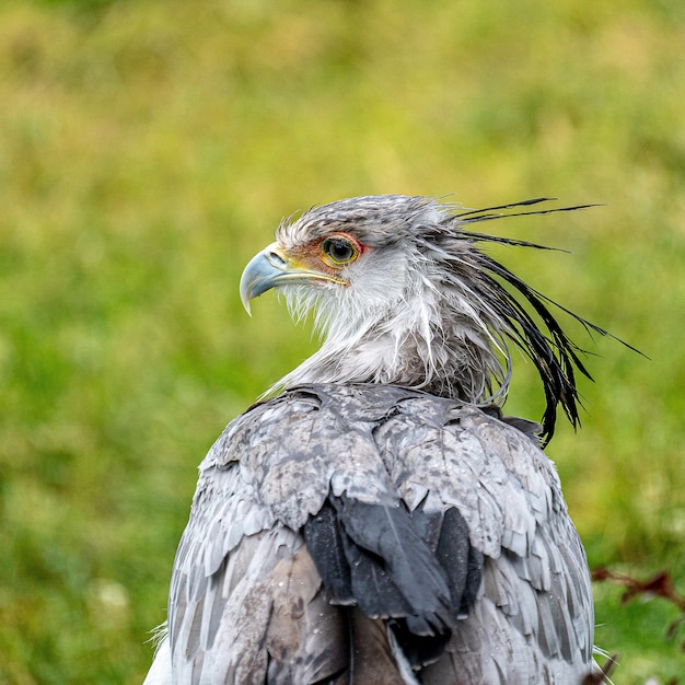 Closeup shot of an eagle standing on a green field during daytime