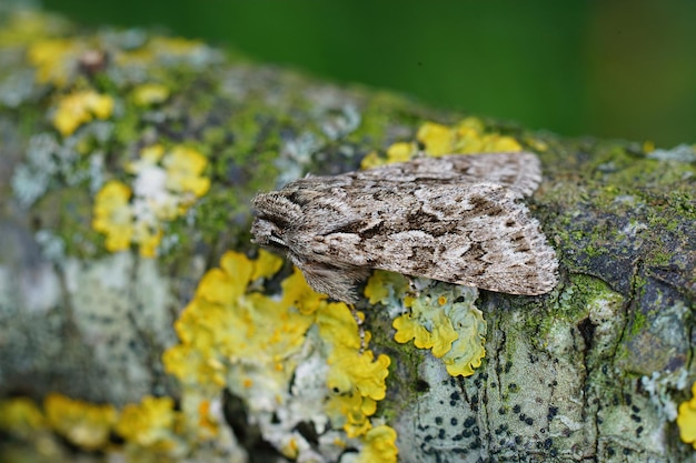 Closeup shot of  the Early Grey moth, (Xylocampa areola)