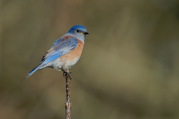 Closeup shot of an eastern bluebird sitting on a tree branch with blurred greenery