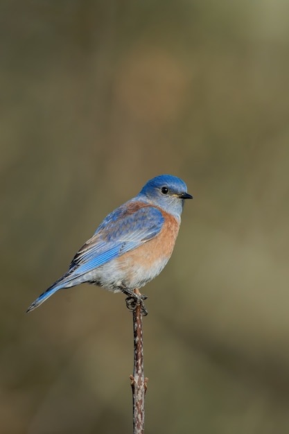 Closeup shot of an eastern bluebird sitting on a tree branch with blurred setting